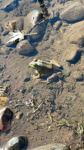 Green Frog