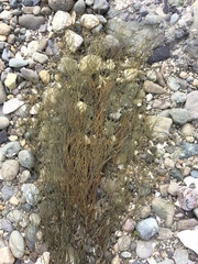 Desmarestia aculeata