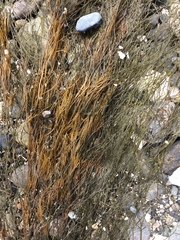 Desmarestia aculeata