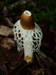Phallus merulinus