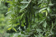Wrightia tinctoria