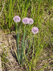 Allium maximowiczii