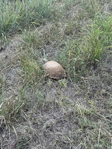 Gopher Tortoise