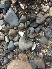 Desmarestia aculeata