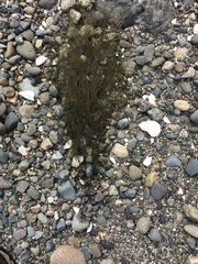 Desmarestia aculeata