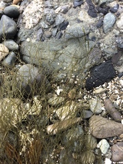 Desmarestia aculeata