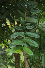 Wrightia tinctoria
