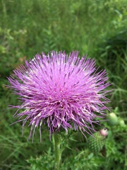 Cirsium pumilum