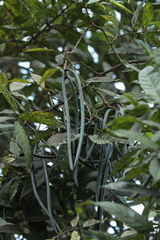 Wrightia tinctoria