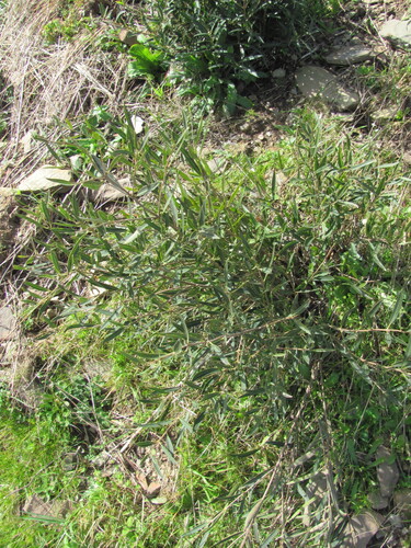 Phillyrea angustifolia