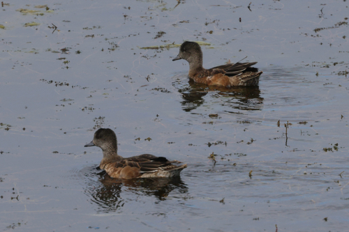 American Wigeon