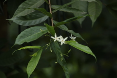 Wrightia tinctoria
