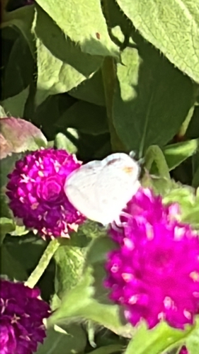 Eastern Tailed-Blue