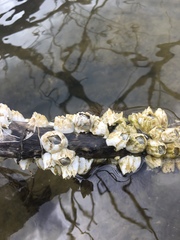 Amphibalanus eburneus