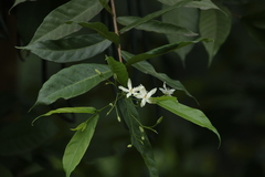 Wrightia tinctoria