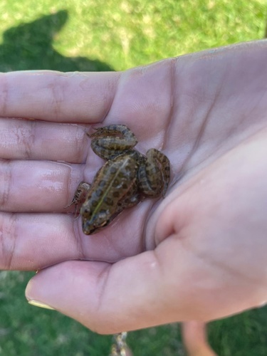 Iberian Green Frog