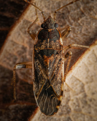 Elasmolomus squalidus