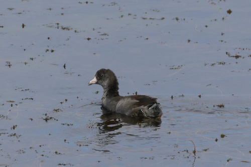 American Coot