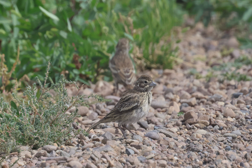 Lark Bunting