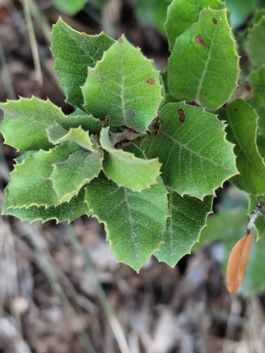 Holm oak