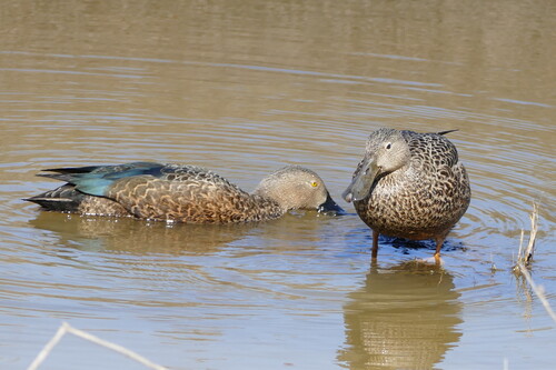iNaturalist: (c) sharon stanton, some rights reserved (CC BY-NC), uploaded by sharon stanton iNaturalist image