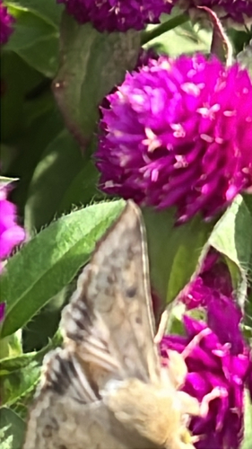 Corn Earworm Moth