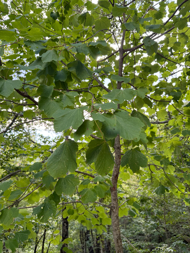 Italian maple