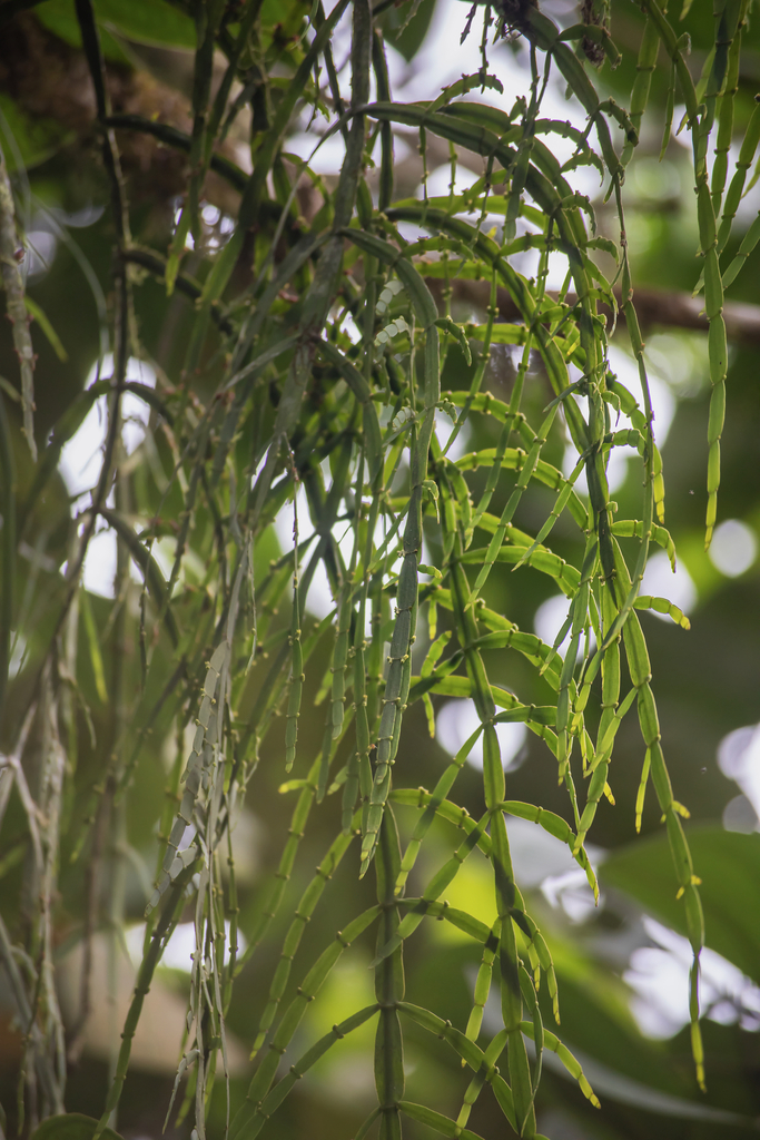 Phoradendron canzacotoi