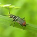 Common Malachite-Beetle - Photo (c) romanvrbicek, some rights reserved (CC BY-NC), uploaded by romanvrbicek