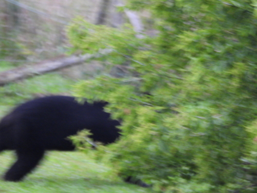 Black Bear sighting near Kawartha Lakes