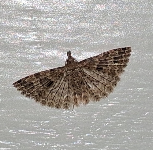 Twenty-plume Moth