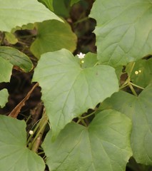 Zehneria