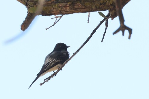 Black Phoebe