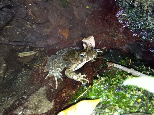 Tyrrhenian Painted Frog