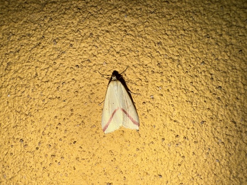 Vestal
