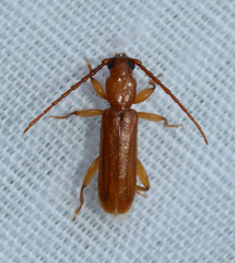 Smodicum cucujiforme