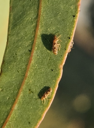 Bronze bug