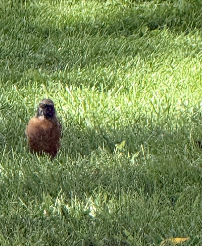 American Robin