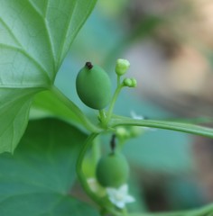 Zehneria