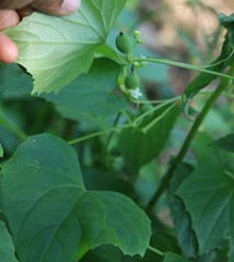 Zehneria