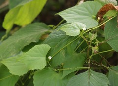 Zehneria