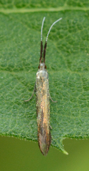 Coleophora mayrella