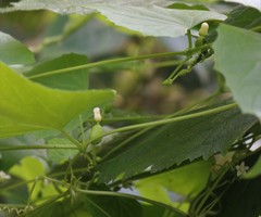 Zehneria