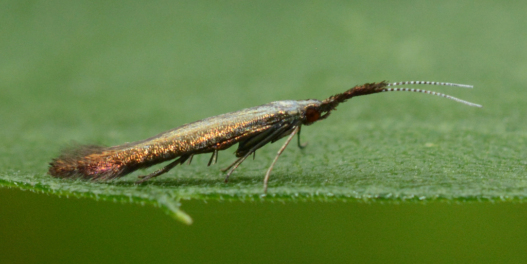 Metallic Coleophora Moth