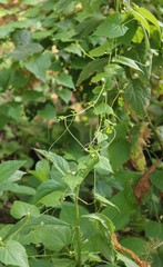 Zehneria