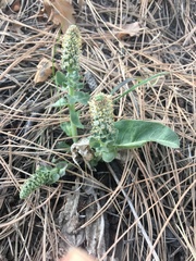 Veronica plantaginea