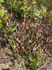 Sarracenia rubra