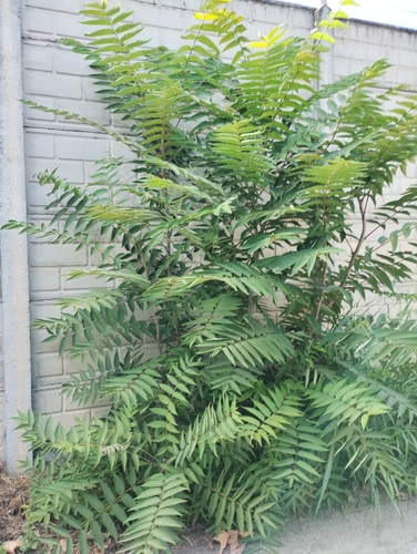 tree-of-heaven