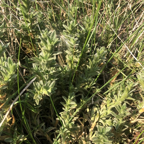 Cerastium velutinum, photograph 1