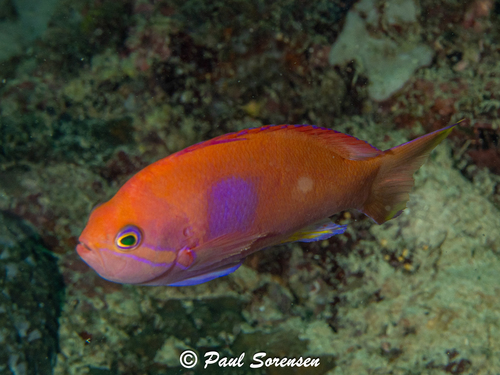 Pseudanthias pleurotaenia observed 2026-08-23
